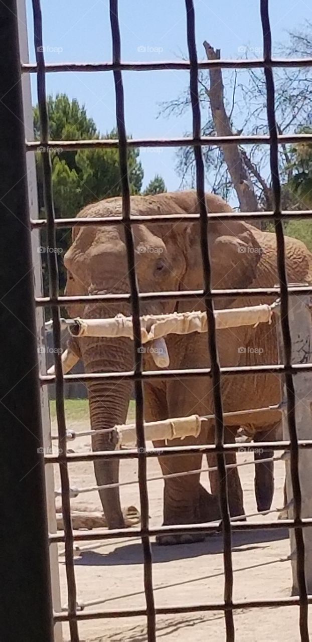 over exposed elephant
