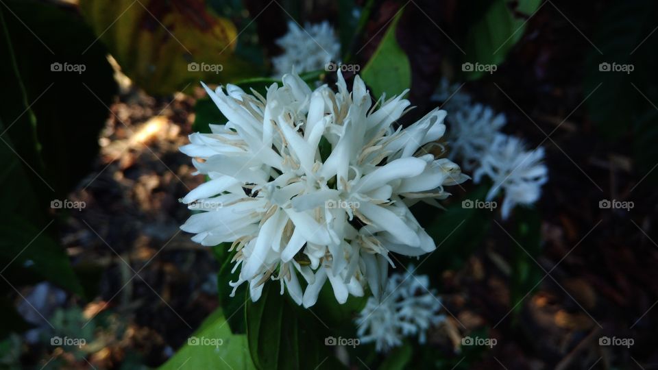 Coffee Flower