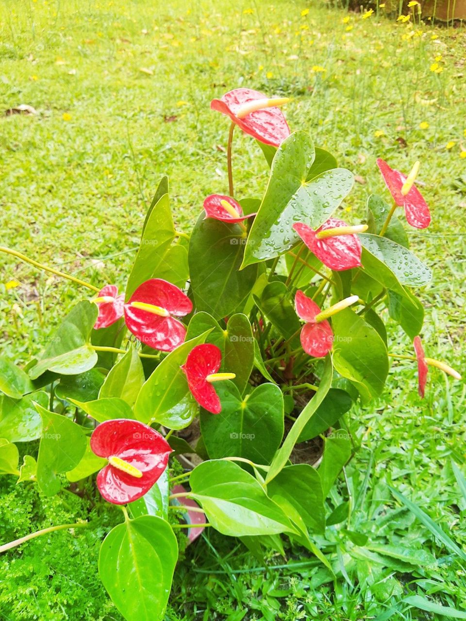 red anthurium