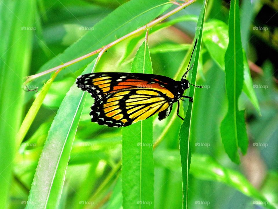 orange color monarch butterfly on blade of grass