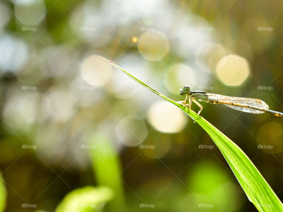 damselfly with blur background