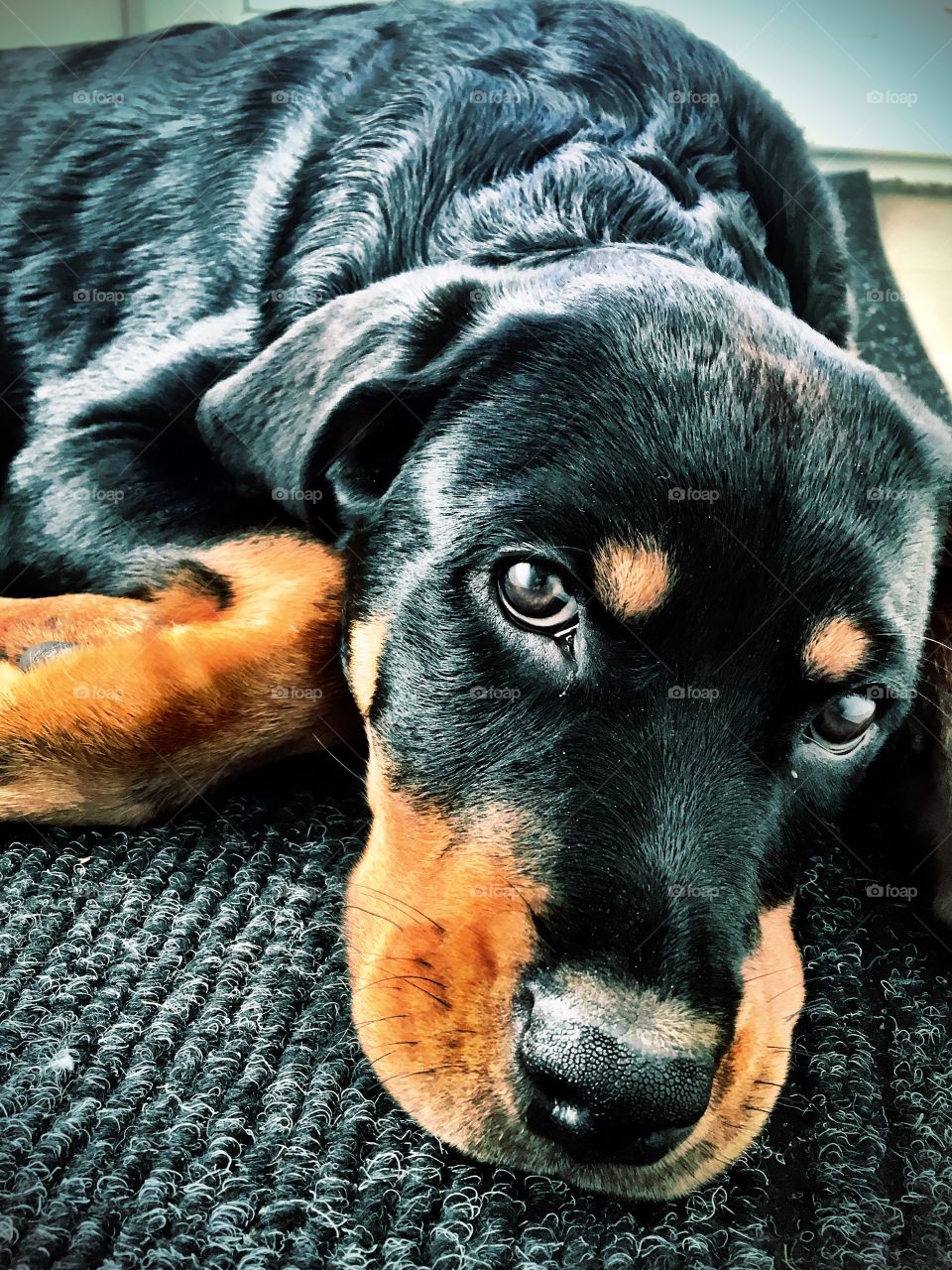 Full belly = sleepy puppy 