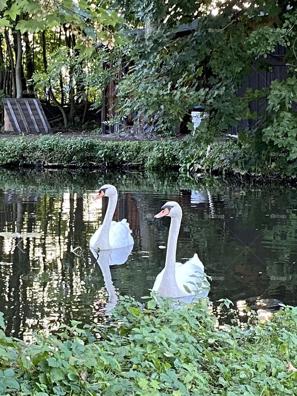 Swans 