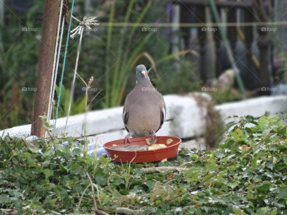 garden grey united kingdom bird by badpseudonym