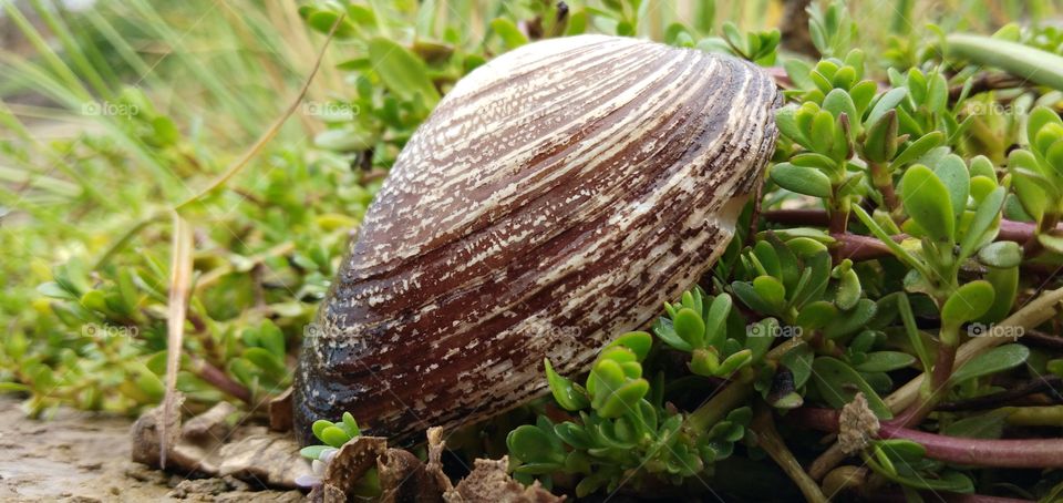 original photo click in mobile phone vivo v9 for more clicks contact 91+7350253501