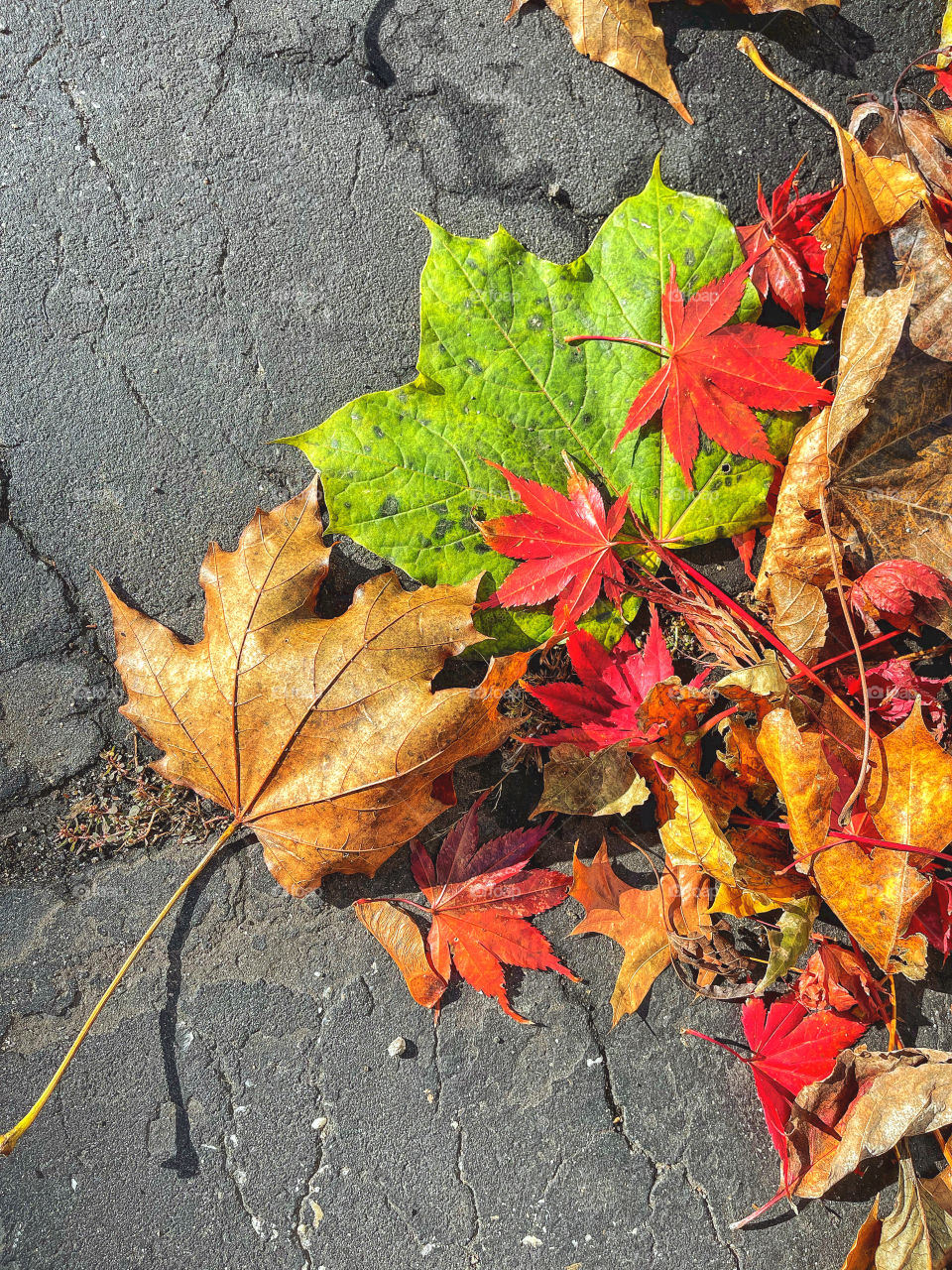 Autumnal colours with fallen leaves 