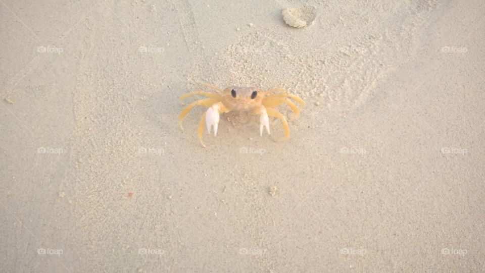 Aruba: crab