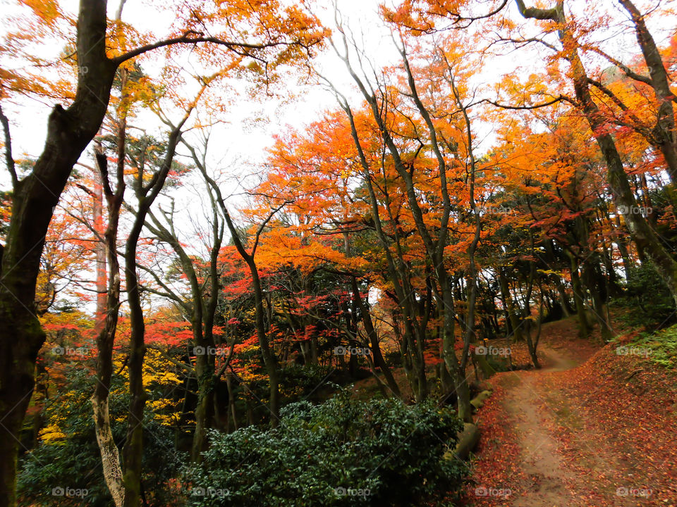 Footpath through autumn woodland