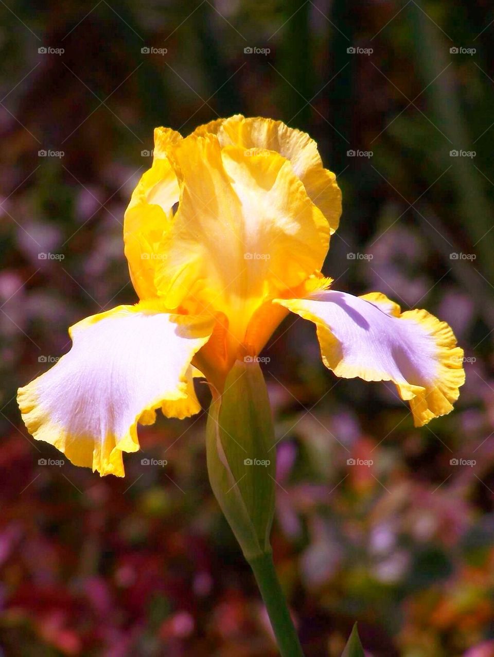 Iris Yellow