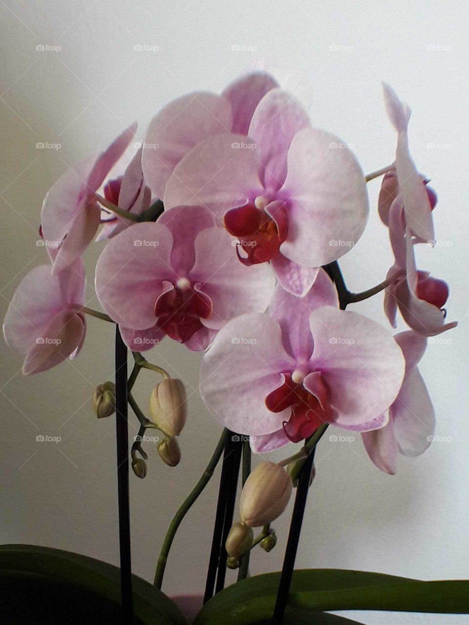 orchids