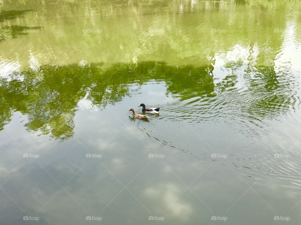 two ducks floating in pond 