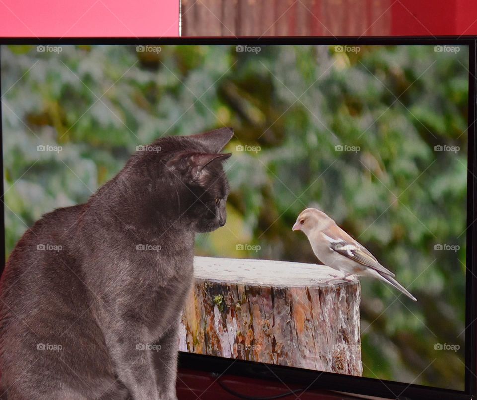 cat watching bird at TV