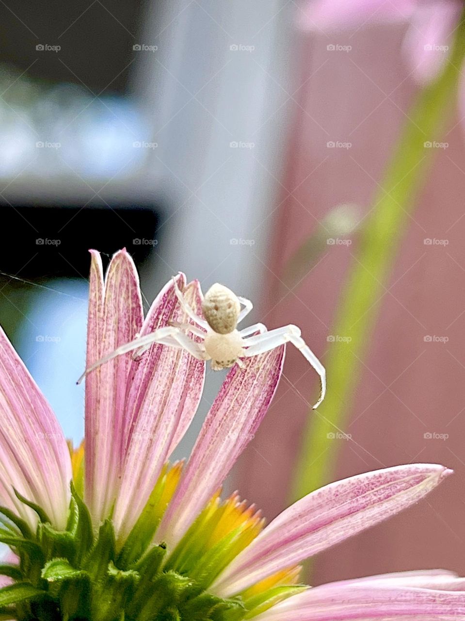 Tiny ghost crb spider on pink echinacea petals. Part of her web and the flower are in frame.
