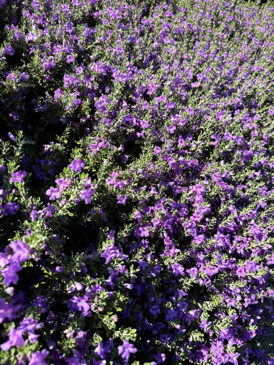 Fields of purple lavender flowers shot close up. Background
