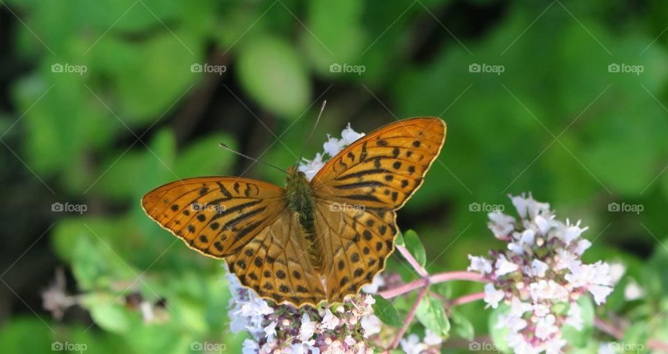 Fritillary on oregano