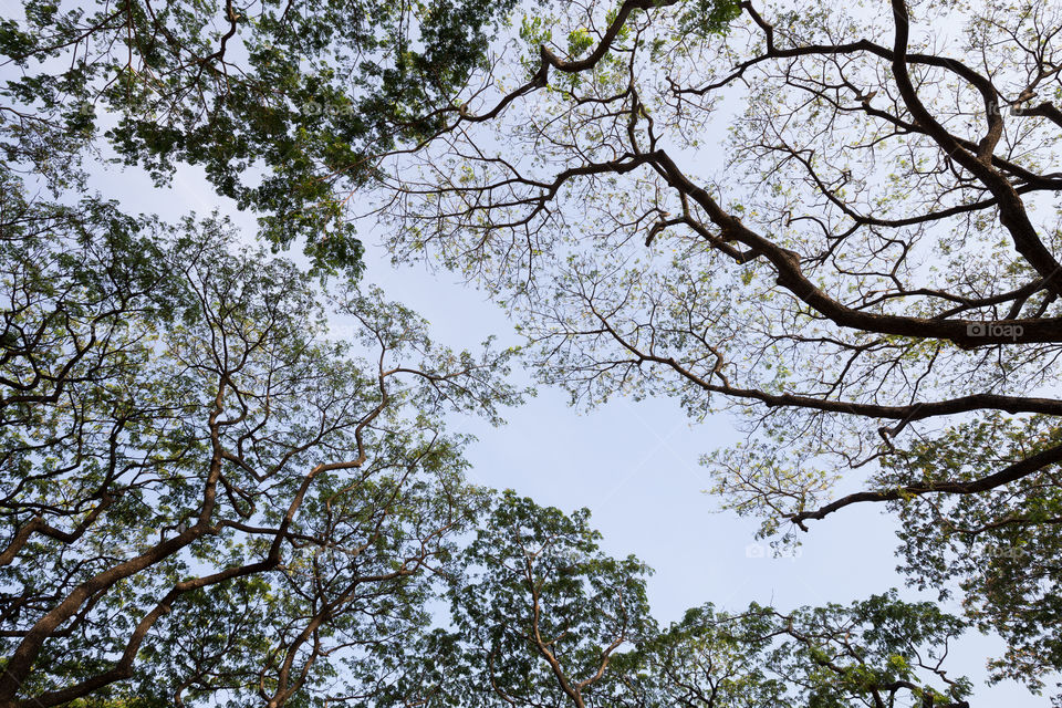 Branch of the tree with clear sky