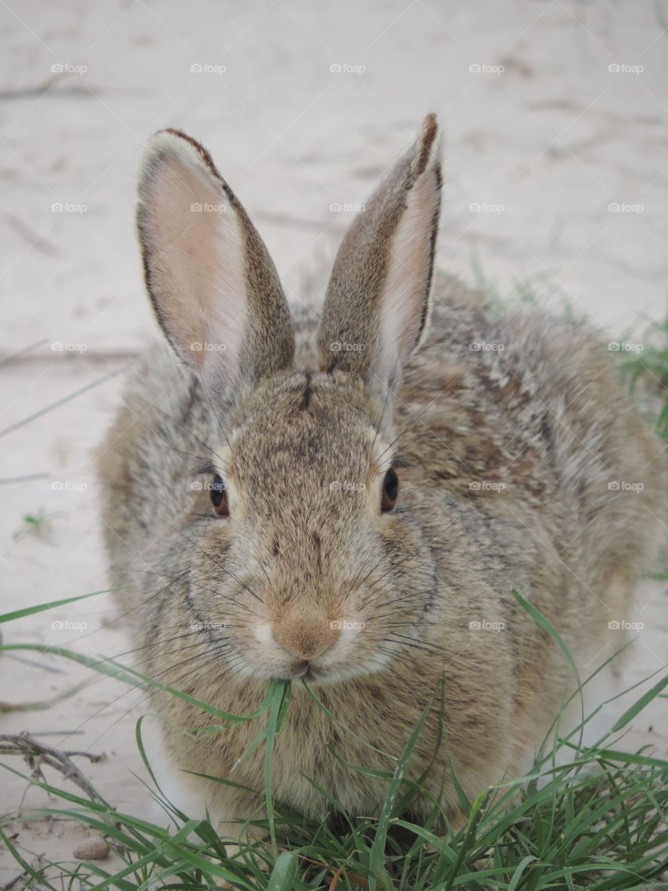 Sand Hare. This brave bunny lives in the Badlands