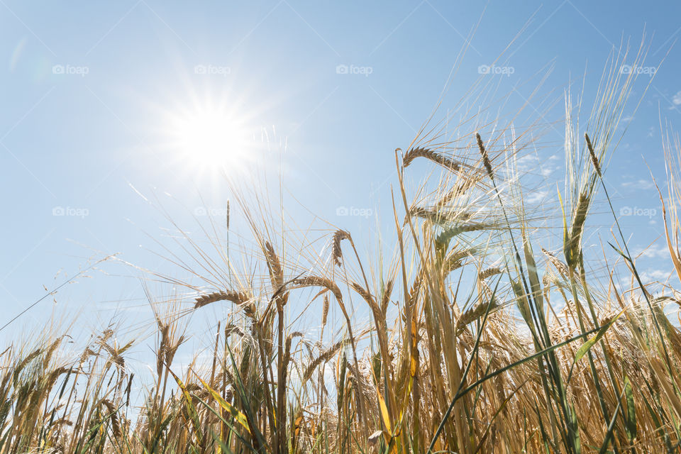 Sun shining from a clear blue sky over a field of rye