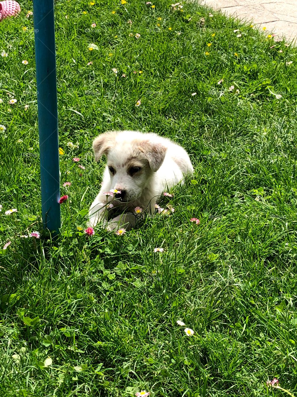 Dog in the grass