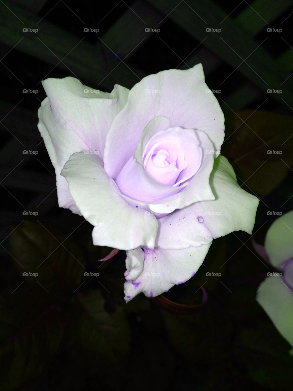 Rose at night from my garden.