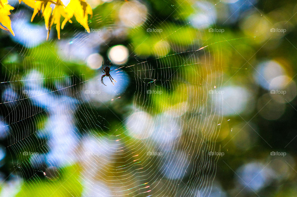1st signs of Autumn. This spider has set her web in my Japanese maple. The spiders set up webs closer to the house to capture bugs looking for the extra warmth near the house.  Her web glows in the sunlight creating a rainbow on the silk threads. 🌈