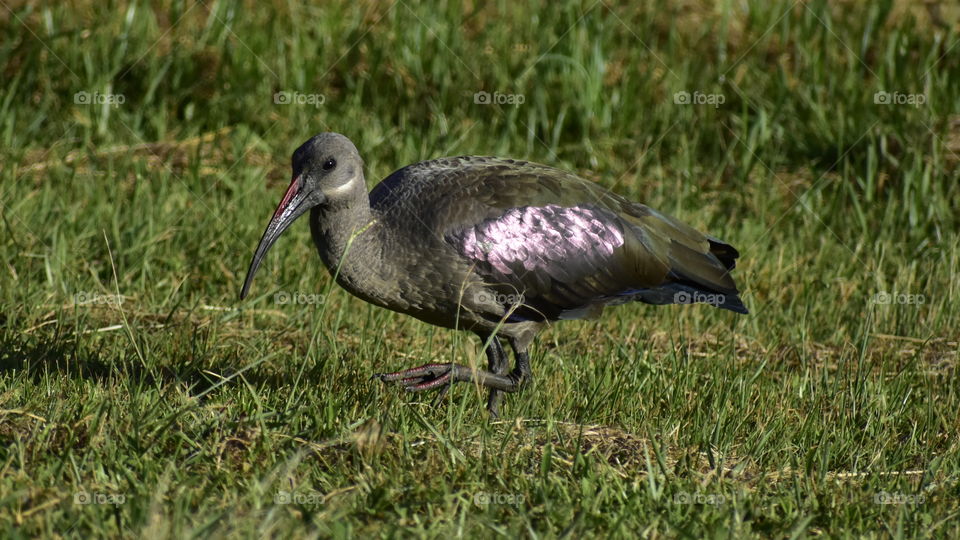 A Bird, Shiney Wings And Grass