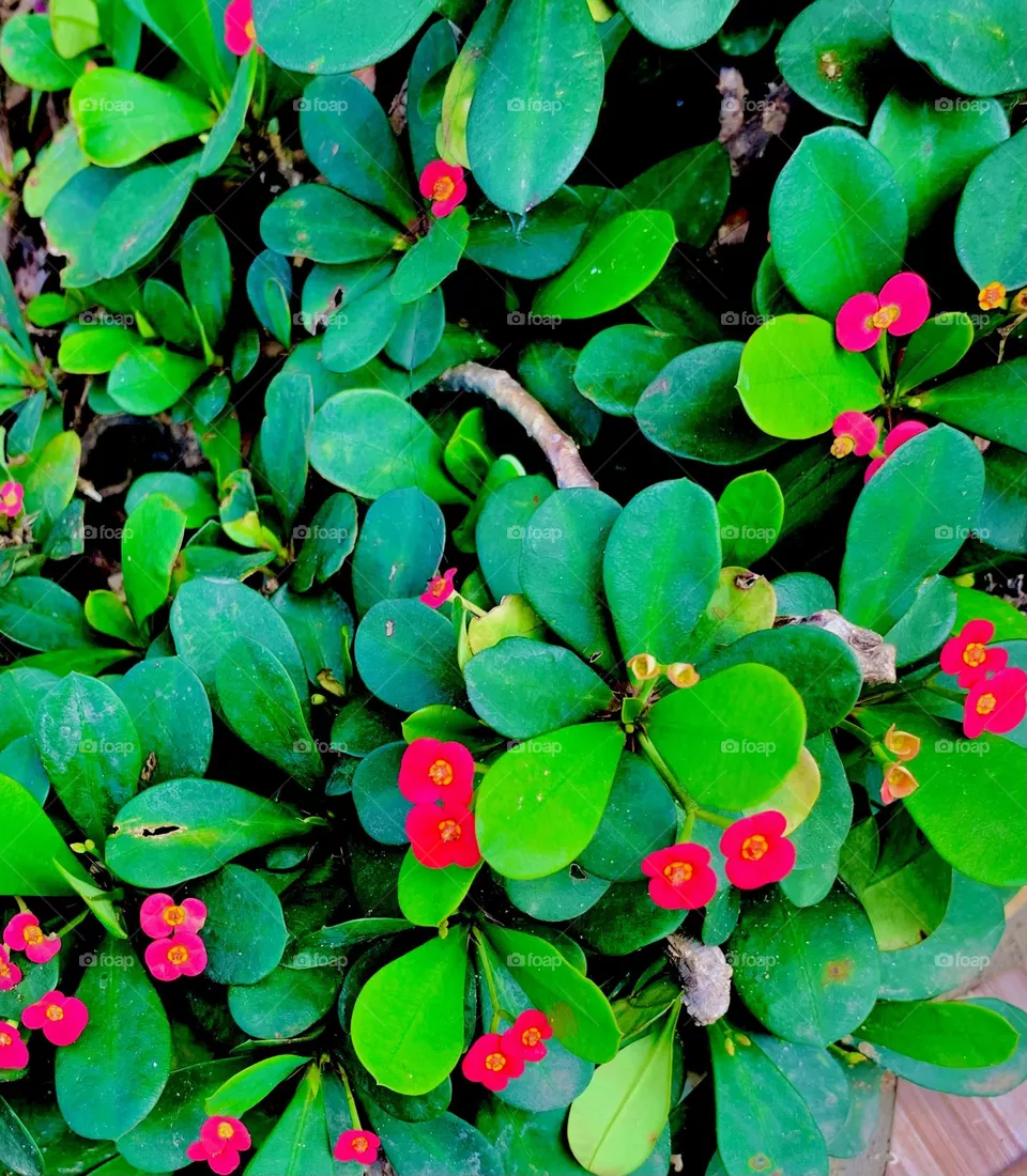 Flowers 