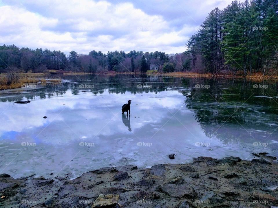 A Dog explores the ice on a pond he normally swims in