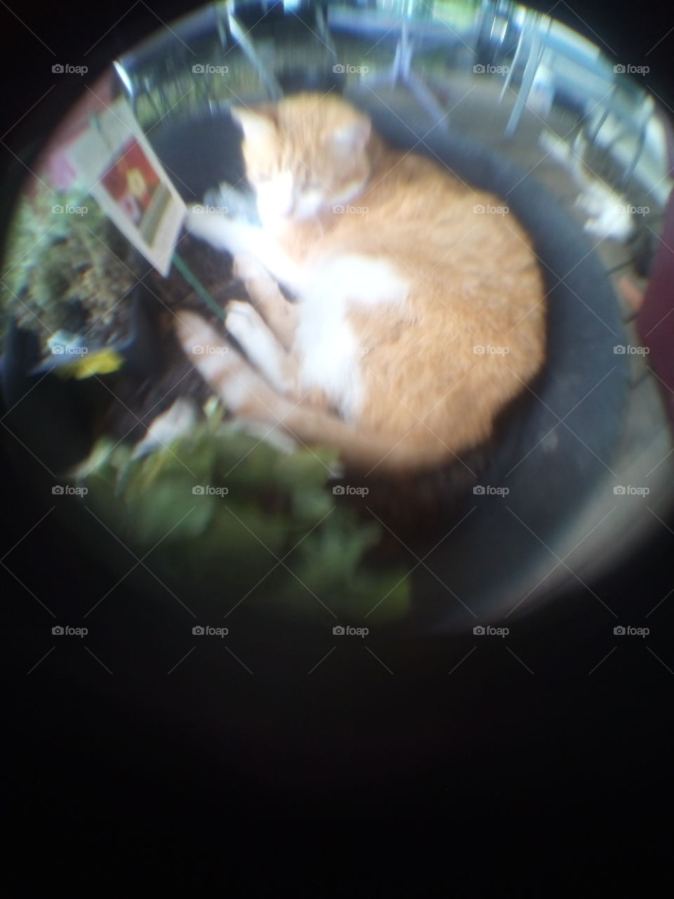 look at what I'm growing; New growth everyday. I never know what blooms I might find.