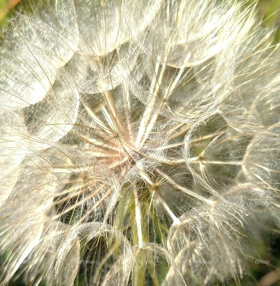 close up of a Dandelion