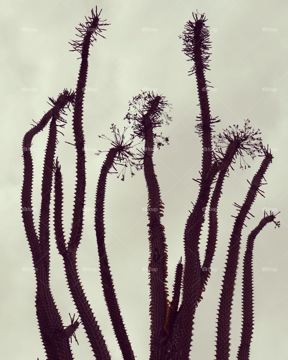 Silhouette of a desert plant