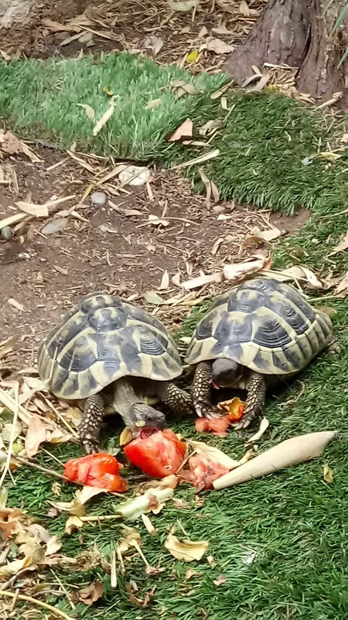 Two turtoises eating tomatoes