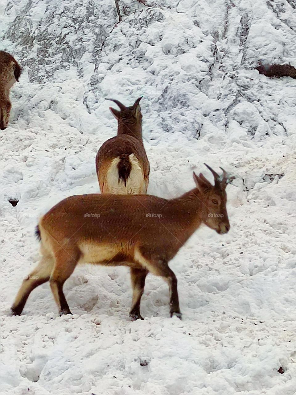 Winter mountains.  Mountain goats