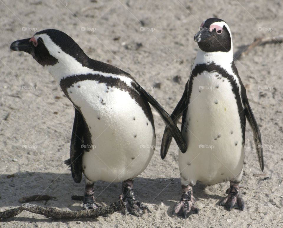 Portrait of two penguin