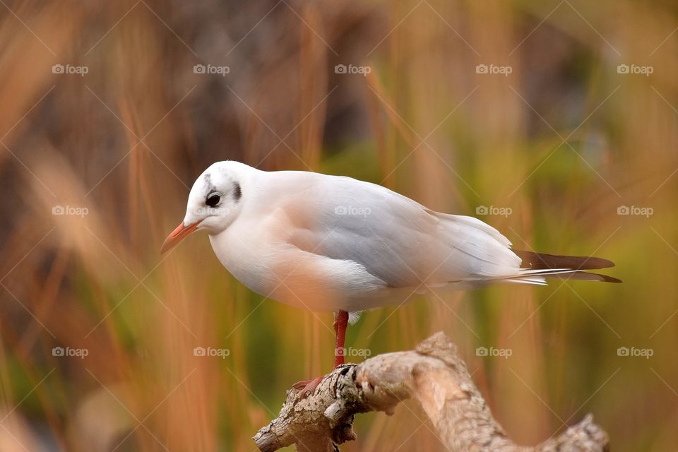 Bird perching on wooden branch