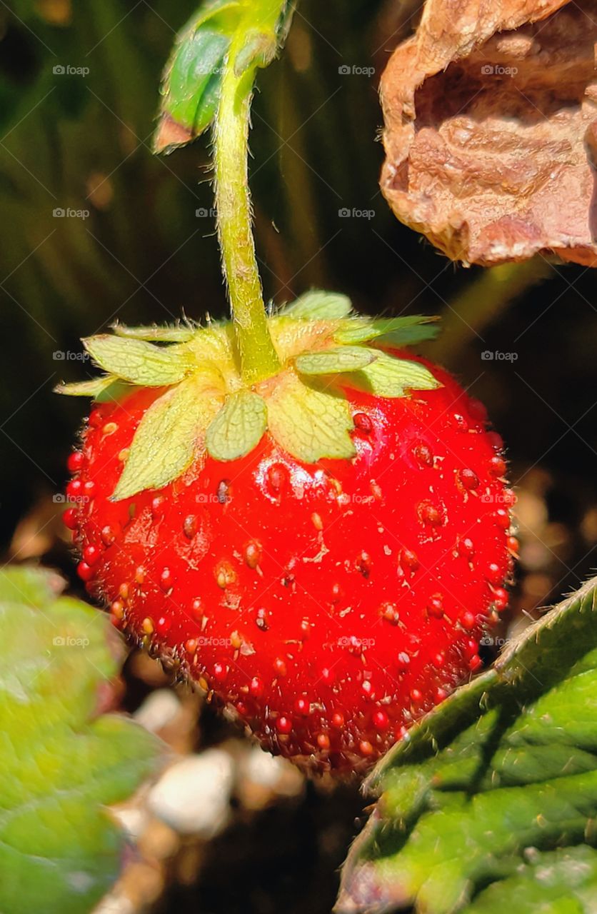 home grown strawberries