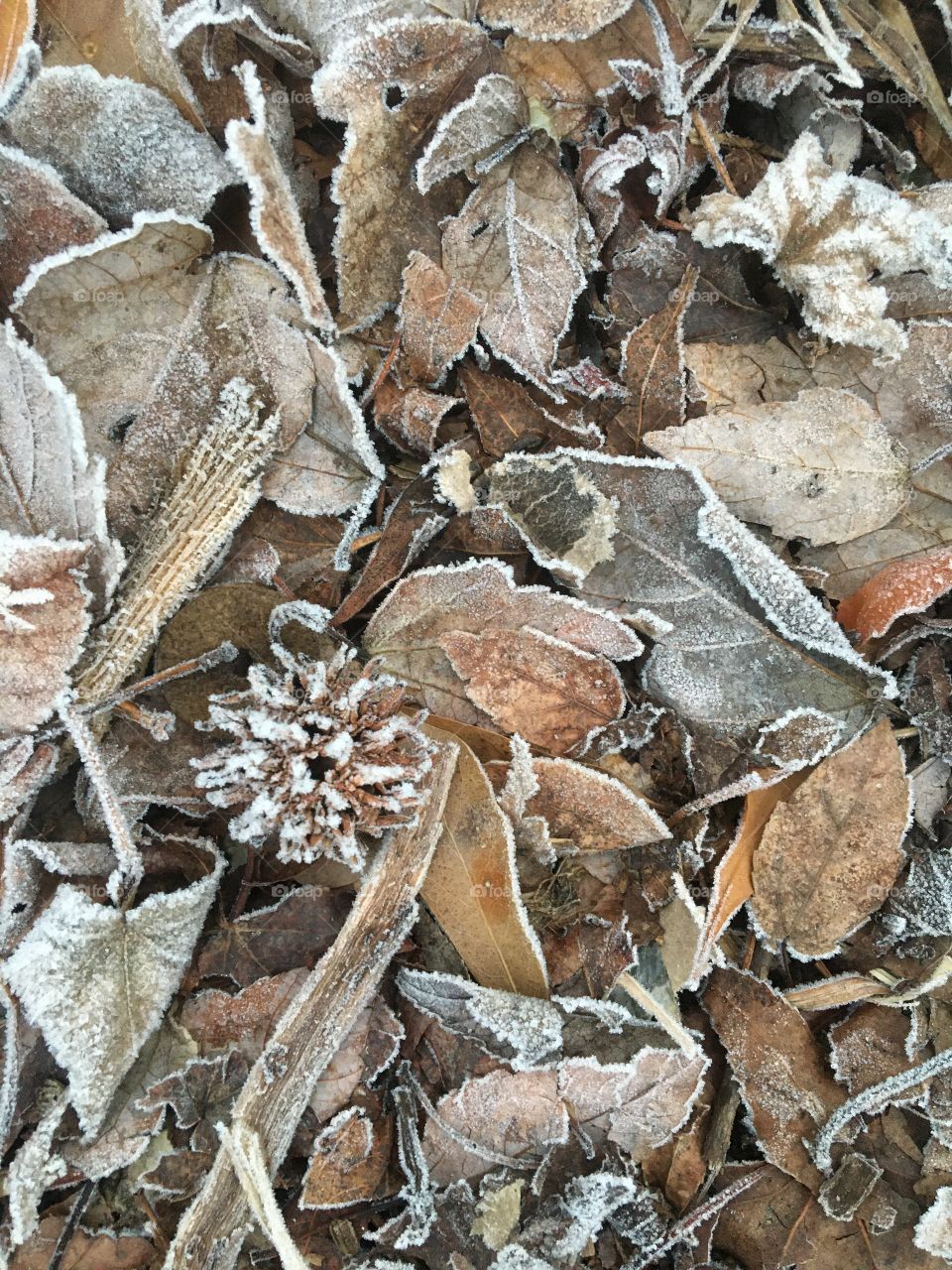 Early morning frost on fallen leaves and pine cones