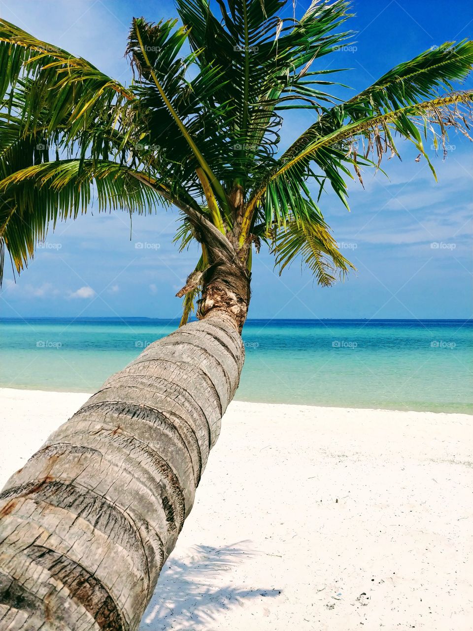 The view of the palm tree on Pagoda Beach on Koh Rong island in Cambodia