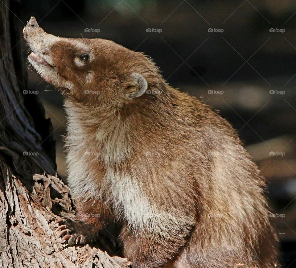 Coati Eyeing Food in Tree