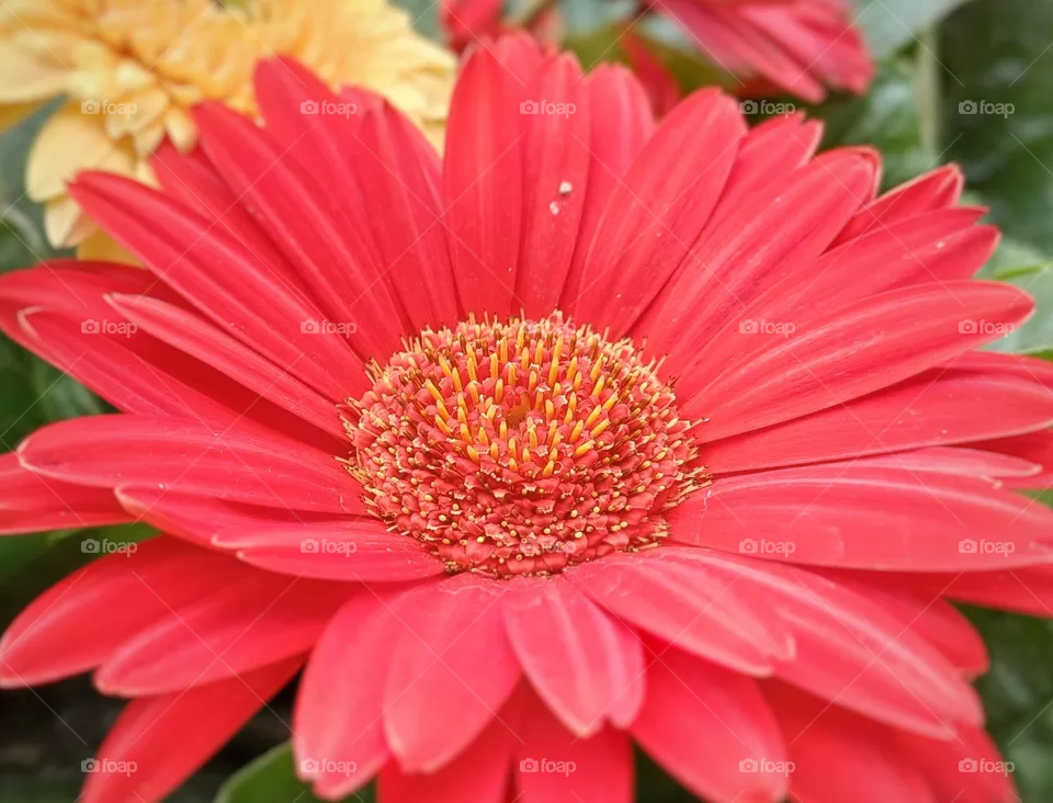 red flowers