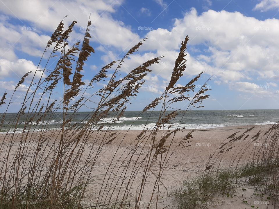 beach grass