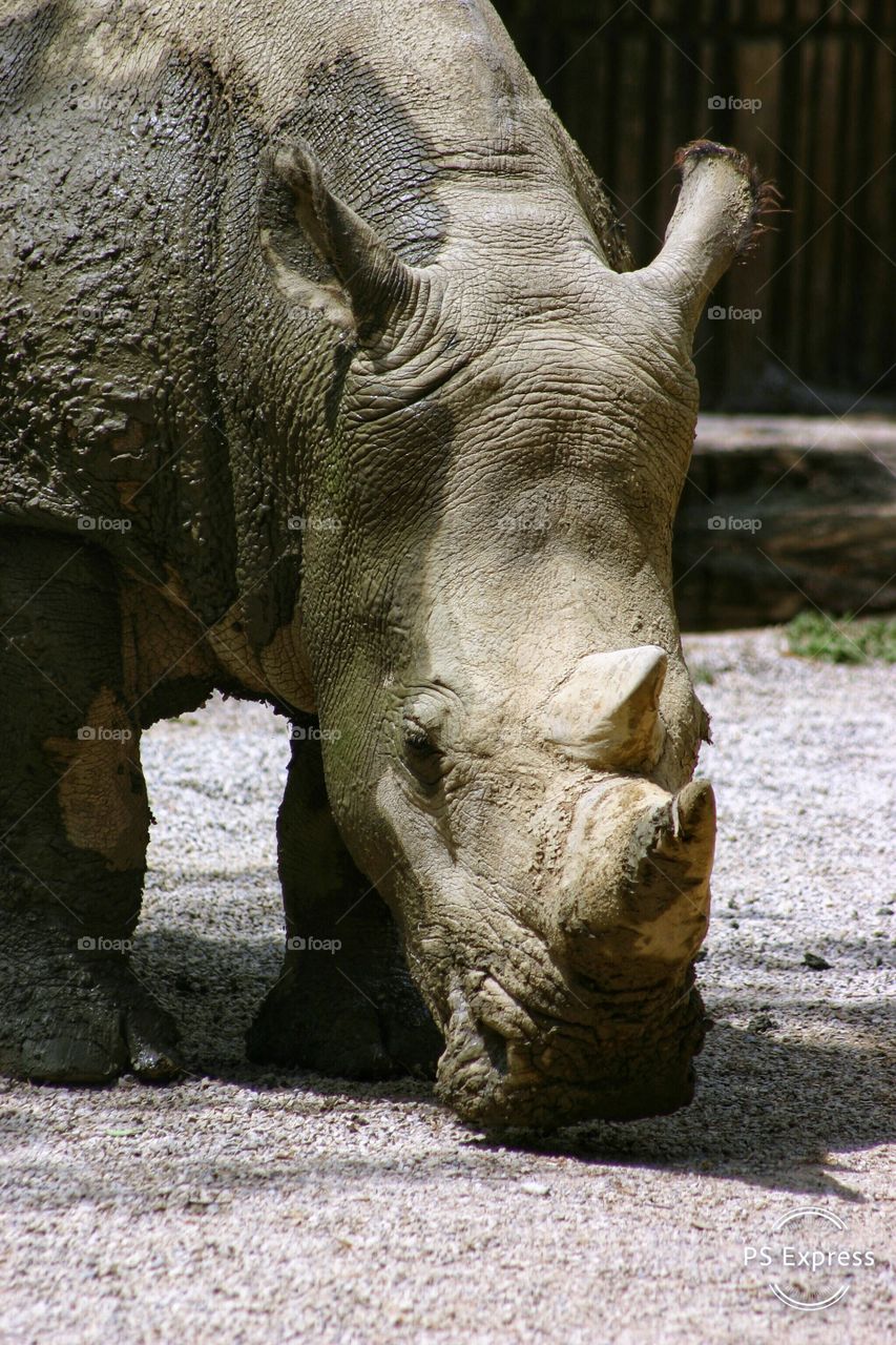 Close up of a rhinoceros 