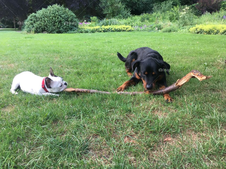 Französische Bulldoge beim Spielen mit einem Rottweiler mit einem Ast, wahre Freunde teilen alles miteinander.