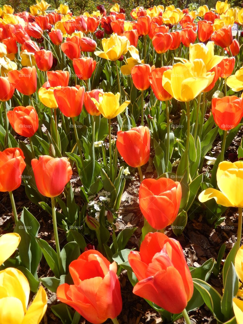 tulips on sunlight