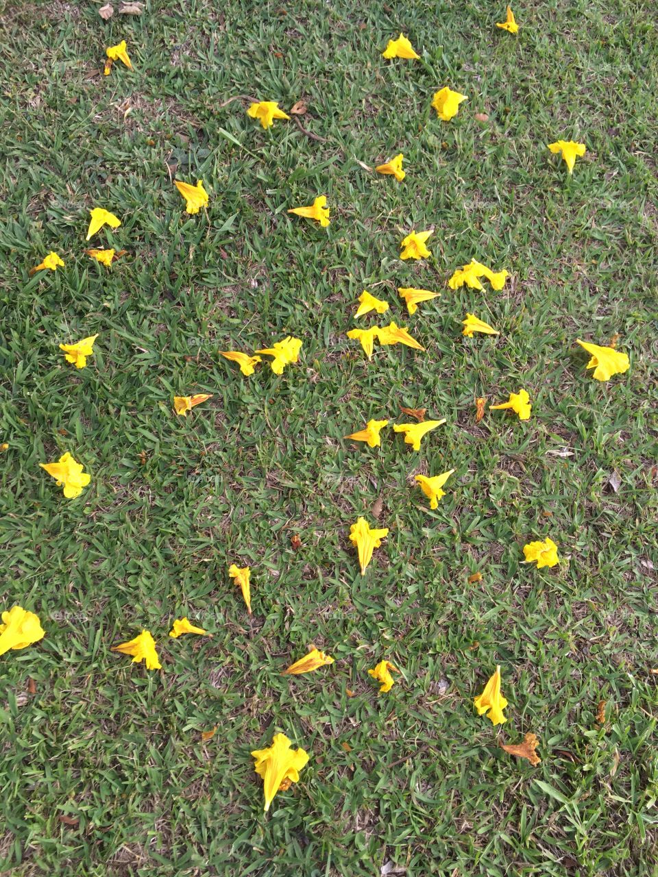 Um gramado verde repleto de flores do pé de ipê amarelo. Yeahh. Viva a Natureza!