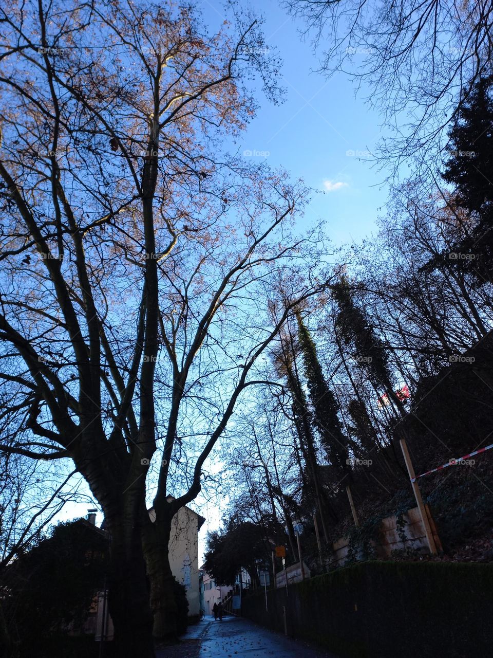 A paisagem no inverno é marcada por temperaturas baixas, geadas, nevascas e árvores sem folhas. A maioria das árvores não está tão verde e quase não existem folhas novas. Muitas plantas perdem folhas durante o outono, para poupar energia no inverno..