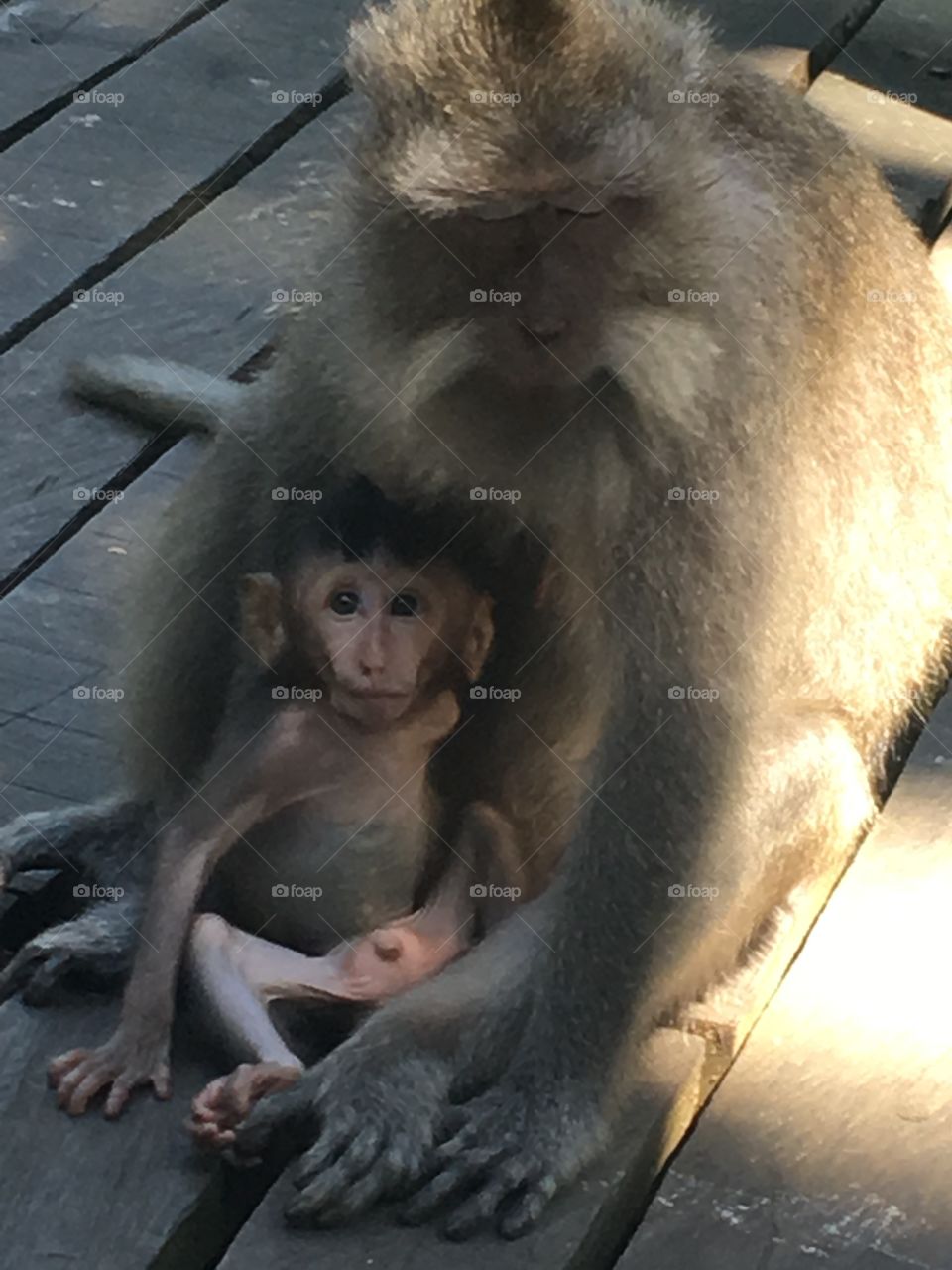 Baby and Mama Monkeys 