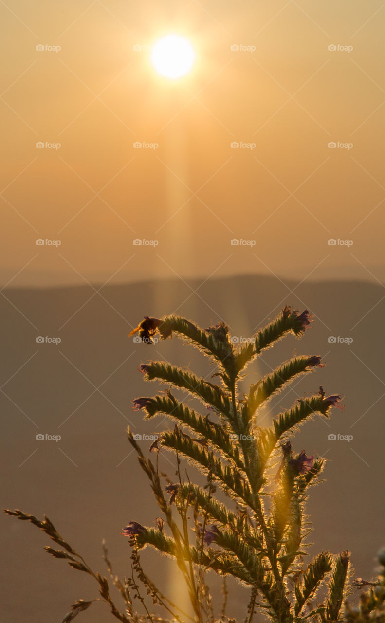 A bumble bee lands on a plant with a mountain sunset in the background.