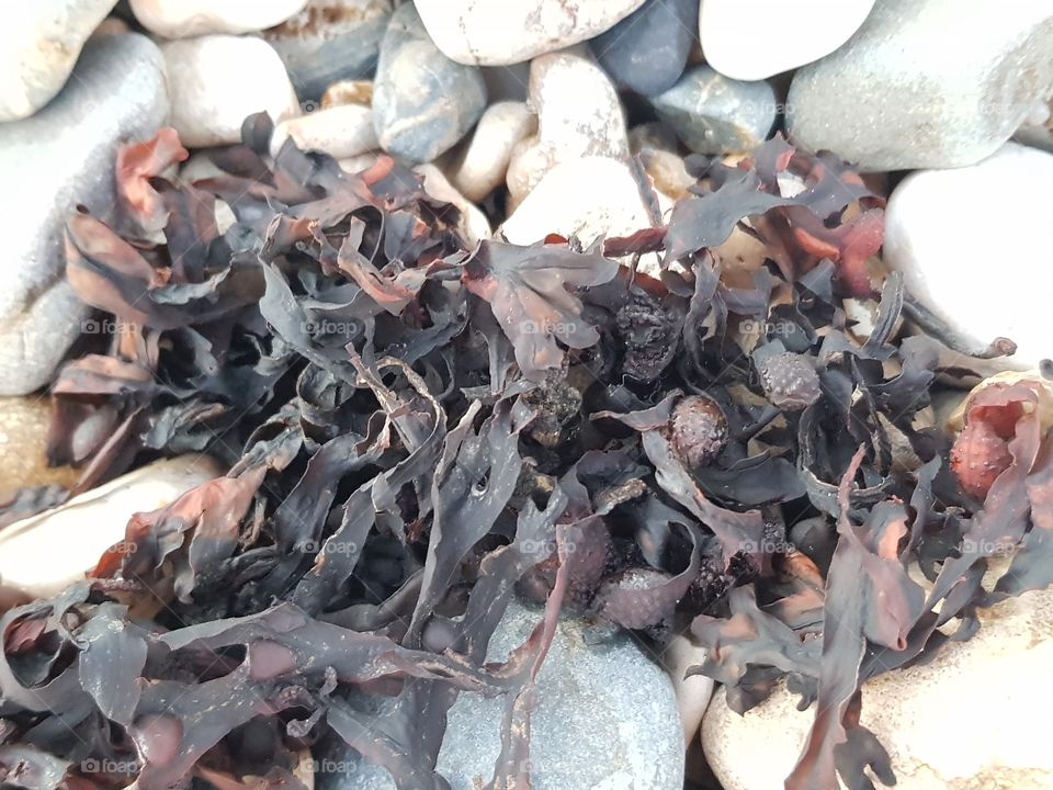Dried dark seaweed washed ashore from the sea. And now on the side is on the pebbles.
