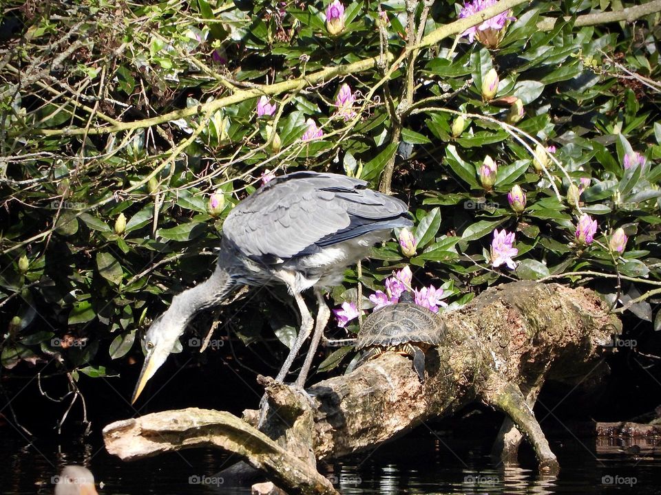 A young heron and a terrapin 